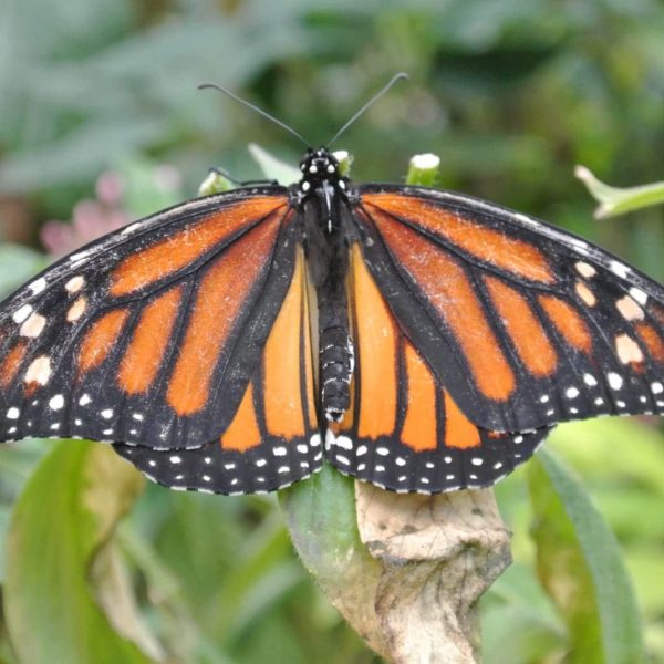 Butterfly Costa Rica Insect