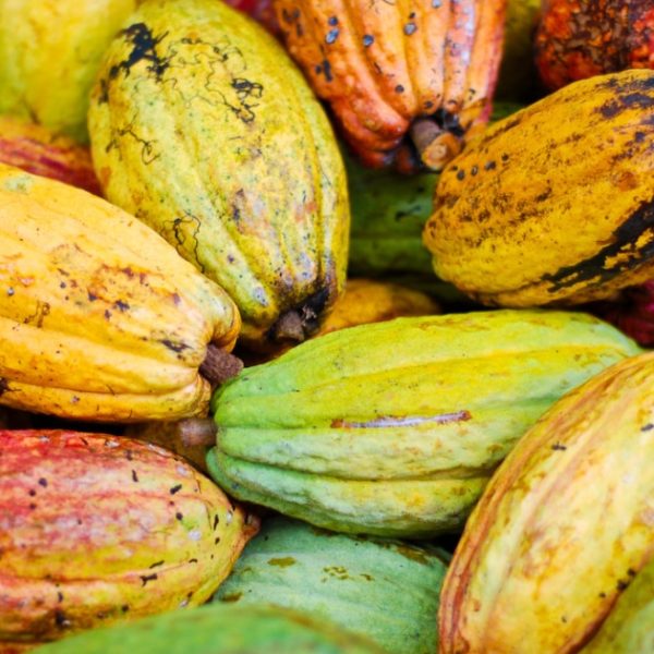 Cacao Pods