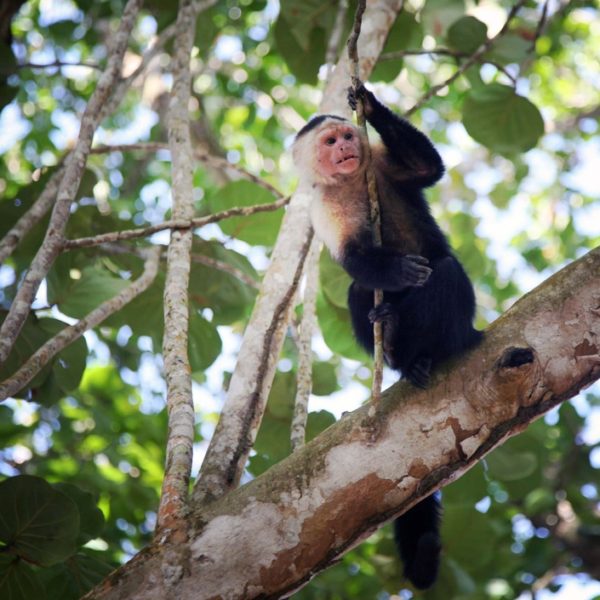 Cahuita National Park