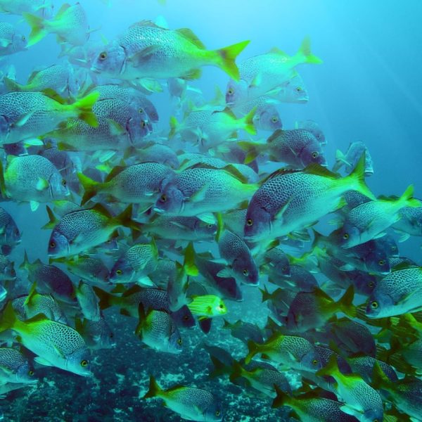Cano Island Biological Reserve