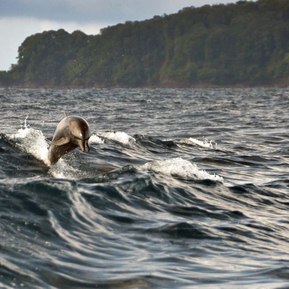 Cano Island Dolphin