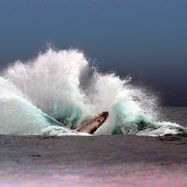 Cano Island Whale
