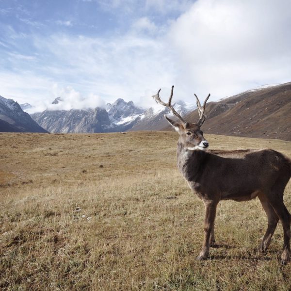 Caribou Deer Reindeer Stag Antlers Animal Alaskan Luxury Vacation