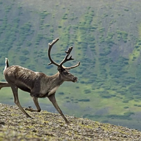 Caribou Running Wildlife Nature Antlers Wilderness Alaskan Luxury Vacation