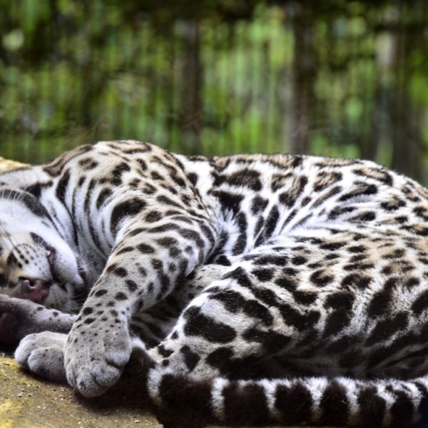 Costa Rica Ocelot La Catarata