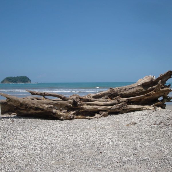 Costa Rica Pacific Beach Wood Baustamm Sea