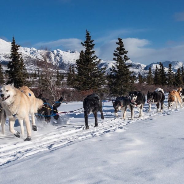 Dogs Sled Team Dogsled Teamwork Winter Snow Alaskan Luxury Vacation