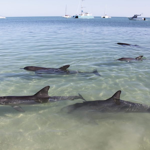 Dolphins Monkey Mia Wa Luxury Australia Vacation