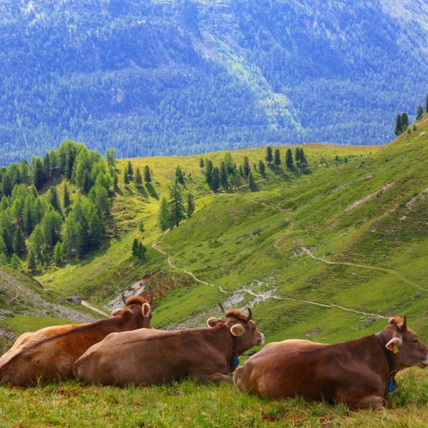 Europe Luxury Switzerland Vacation Cow Swiss Alps Switzerland Nature