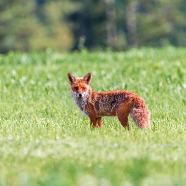 Europe Luxury Switzerland Vacation Fuchs Red Fox Little Fox Red Hair Meadow