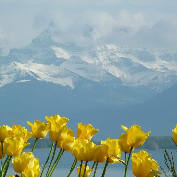 Europe Luxury Switzerland Vacation Tulips Montblanc Lake Geneva Montreux Switzerland