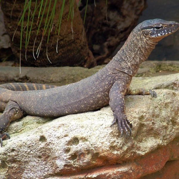 Featherdale Wildlife Park Kimodo Dragon Luxury Australia Vacation