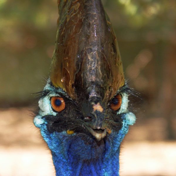 Featherdale Wildlife Park Luxury Australia Vacation