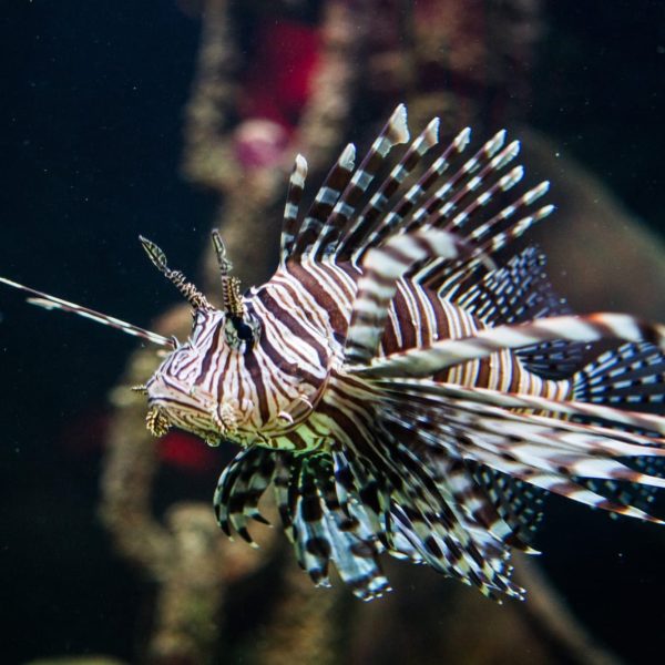 Fish Saltwater Aquarium Melbourne Vic Luxury Australia Vacation