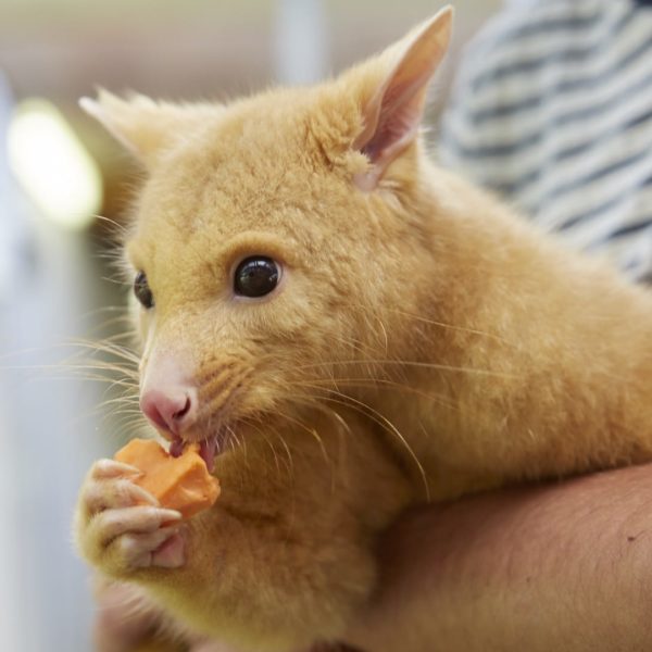 Golden Brush Tailed Possum Gold Coast Qld Luxury Australia Vacation