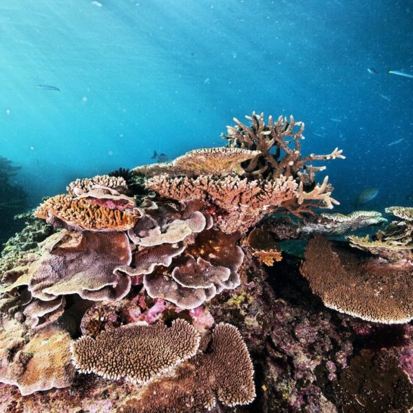 Great Barrier Reef Queensland Coral Luxury Australia Vacation