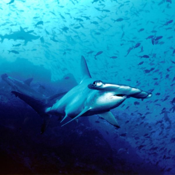 Hammerhead Costa Rica
