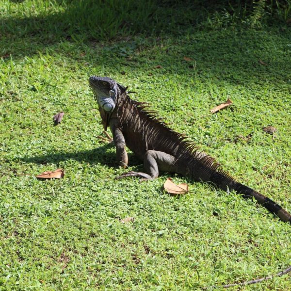 Iguana Costa Rica Reptile Central America Dragon