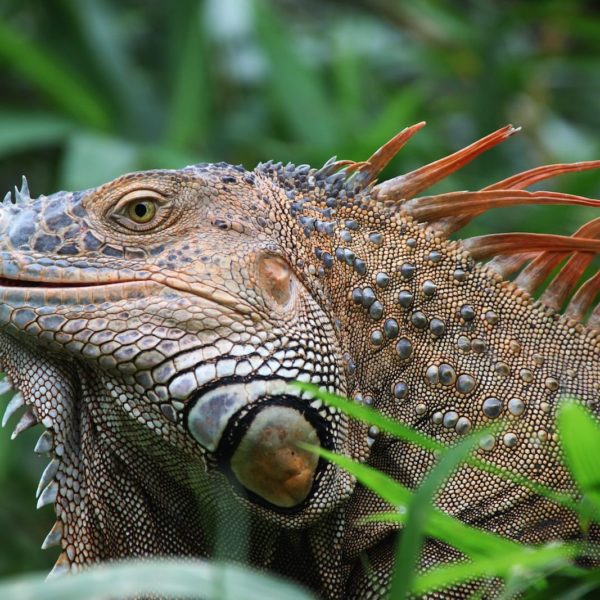 Iguana Reptile Costa Rica Wildlife