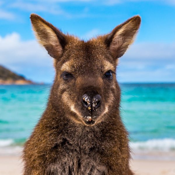 Kangaroo Wineglass Bay Beach Freycinet Tas Luxury Australia Vacation