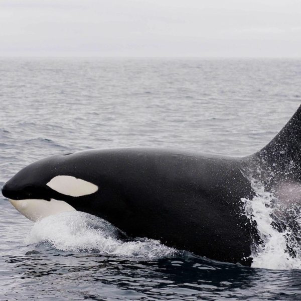 Killer Whale Orca Breaching Ocean Mammal Animal Alaskan Luxury Vacation