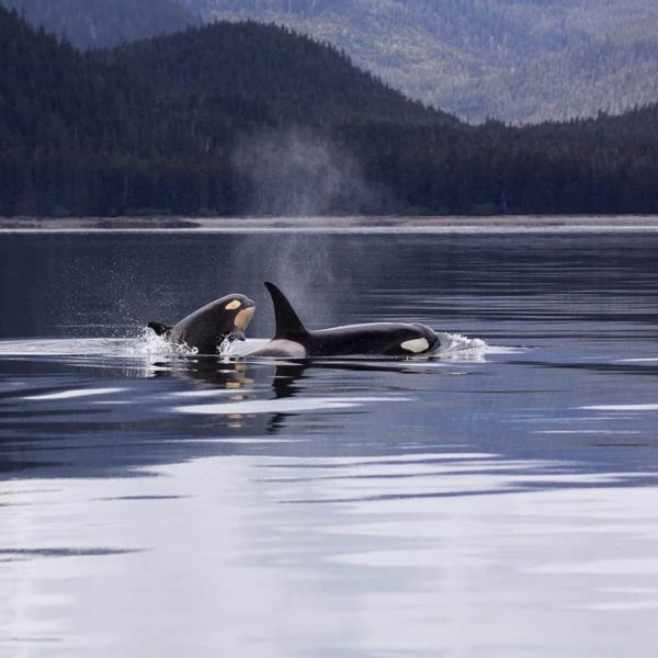 Killer Whales Orcas Breaching Ocean Mammal Animal Killer Whales Alaskan Luxury Vacation