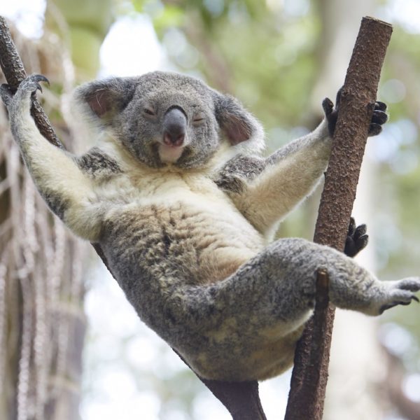 Koala Gold Coast Qld Hanging Eucalyptus Luxury Australia Vacation
