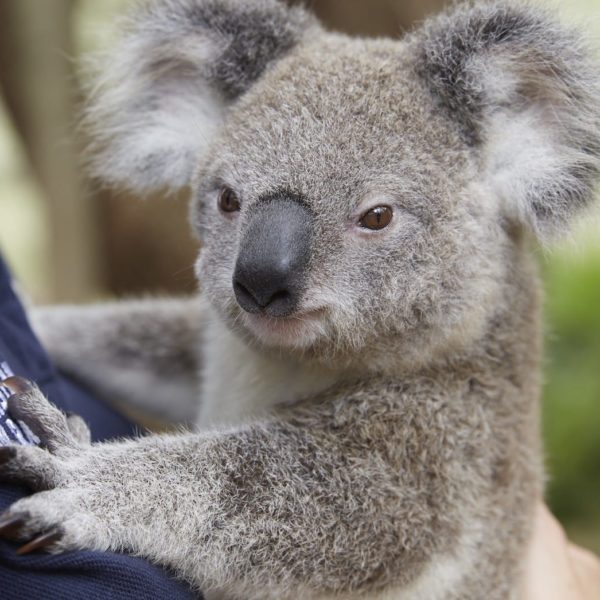Koala Gold Coast Qld Luxury Australia Vacation