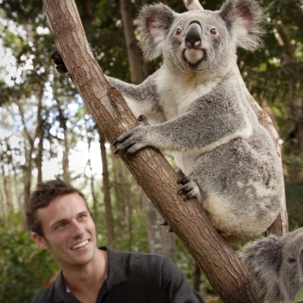 Koala Queensland Experience Luxury Australia Vacation