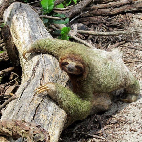 Lazy Costa Rica Nature Fauna
