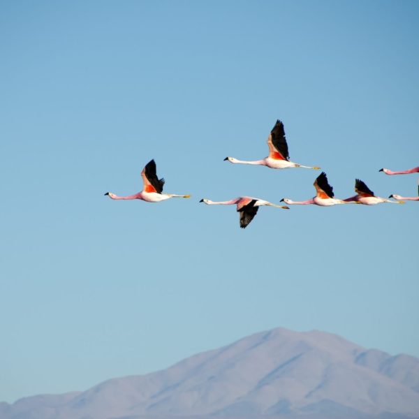 Los Flamencos National Reserve Chile