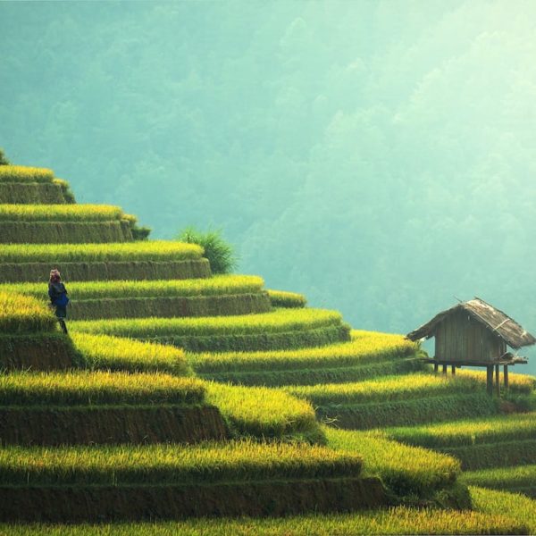 Luxury Thailand Vacation Agriculture