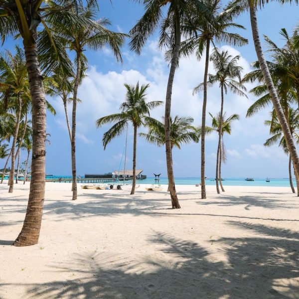 Luxury Thailand Vacation Beach Coconut Pal Trees