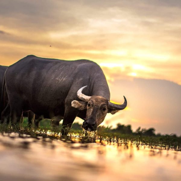 Luxury Thailand Vacation Buffalo Agriculture Animals Asia