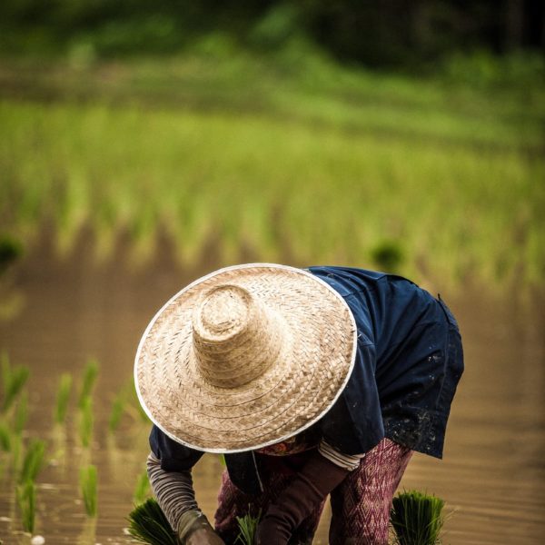 Luxury Thailand Vacation Chiang Mai Thailand Rice Planting