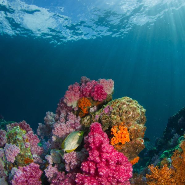 Luxury Thailand Vacation Coral Ko Lipe Thailand