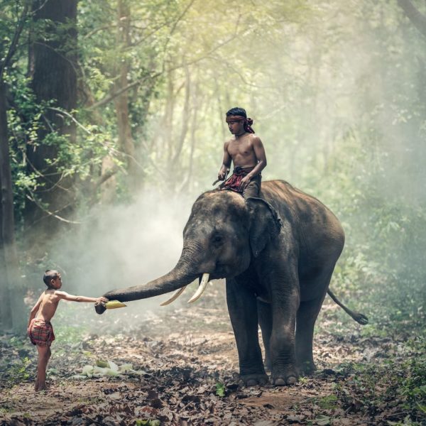 Luxury Thailand Vacation Elephant
