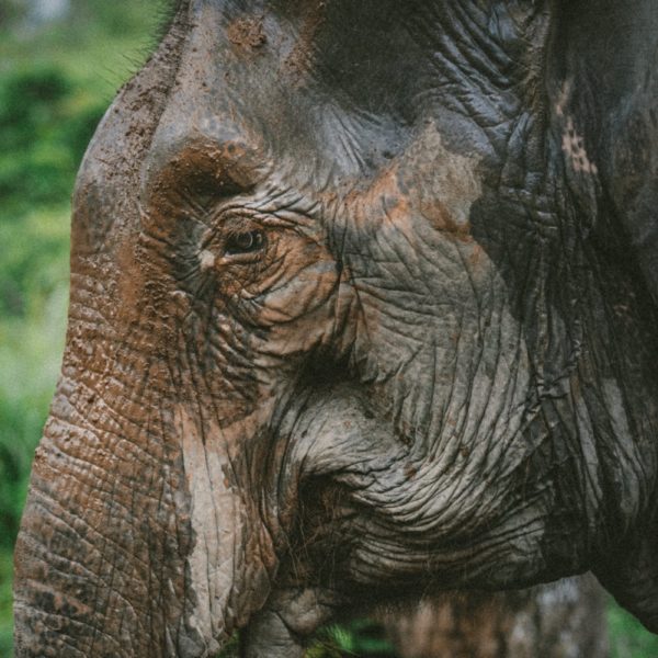 Luxury Thailand Vacation Elephant