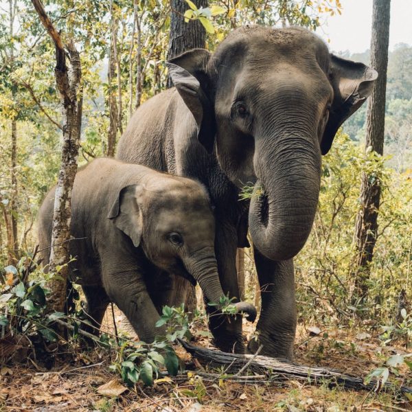 Luxury Thailand Vacation Elephant Thailand