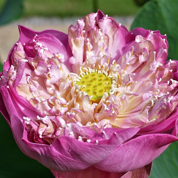 Luxury Thailand Vacation Lotus Flower