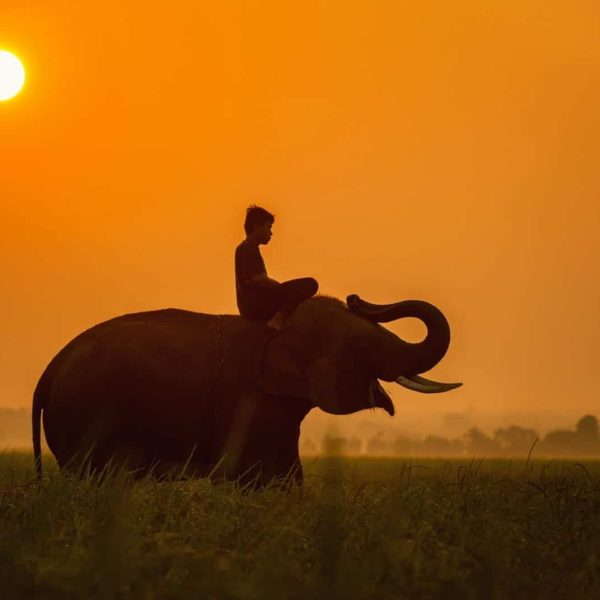 Luxury Thailand Vacation Man On Elephant