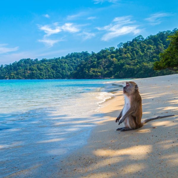 Luxury Thailand Vacation Monkey On Beach