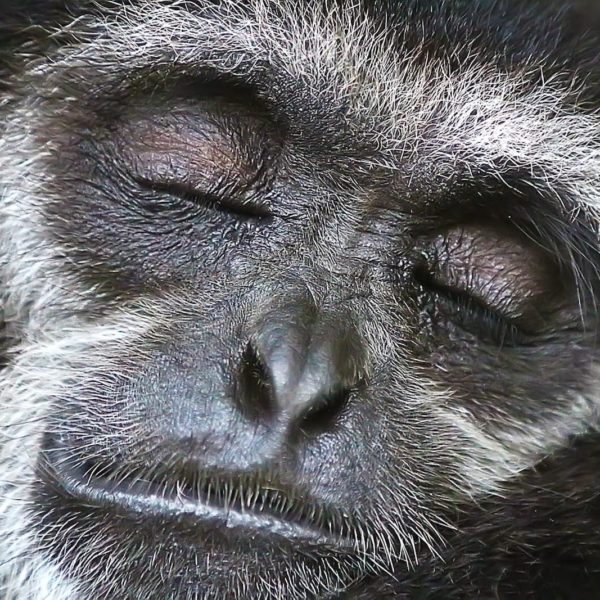 Luxury Thailand Vacation Sleeping Monkey