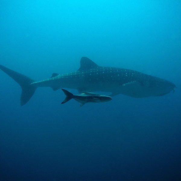 Luxury Thailand Vacation Whale Shark Fish