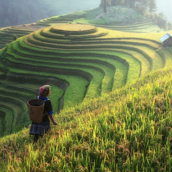 Luxury Vacation China Asia Agriculture Asia China Farm Harvest Cottage Land
