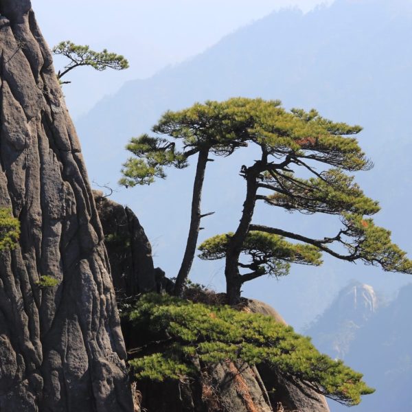 Luxury Vacation China Asia China Huangshan Mountain Landscape Rock