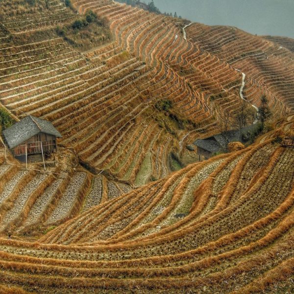 Luxury Vacation China Asia Harvest China Rice Rice Fields Agriculture China Contours