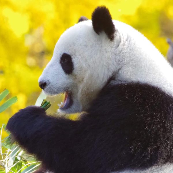 Luxury Vacation China Asia Panda Bear China Endangered Bamboo Mammal Fur