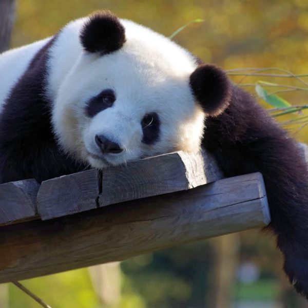Luxury Vacation China Asia Panda China Bamboo Zoo Bear Endangered