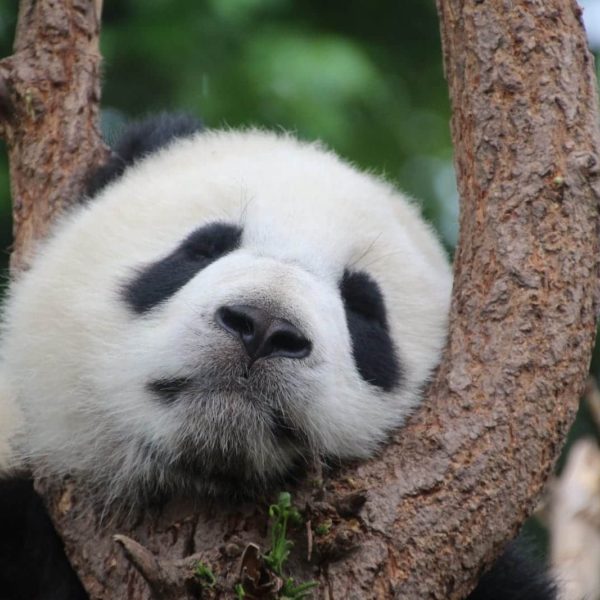 Luxury Vacation China Asia Panda Panda Bear Sleep Rest Relax China Mammal